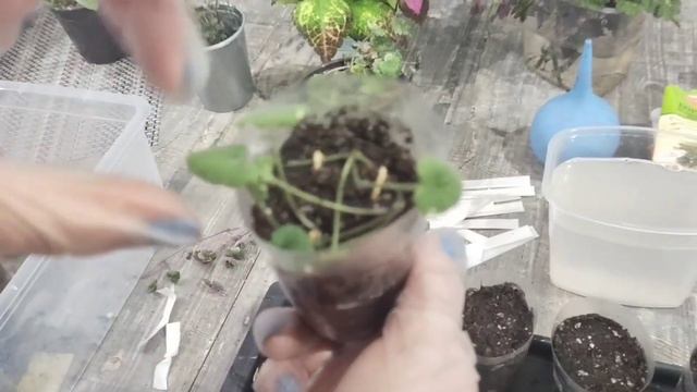черенкование будры плющелистной и рассадка колеусов🌺🌺🌺❤️ смотреть онлайн