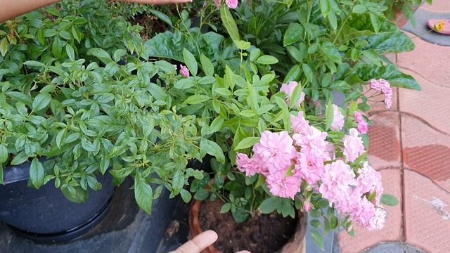 Rose - The Fairy, an overview in മലയാളം. Malayalam Video смотреть онлайн