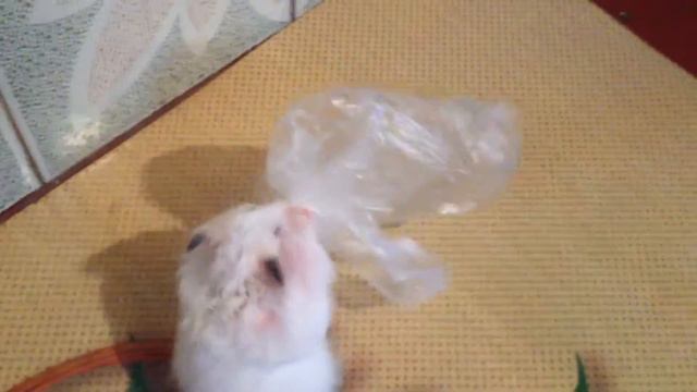 13 лютого 2016 р. смотреть онлайн
