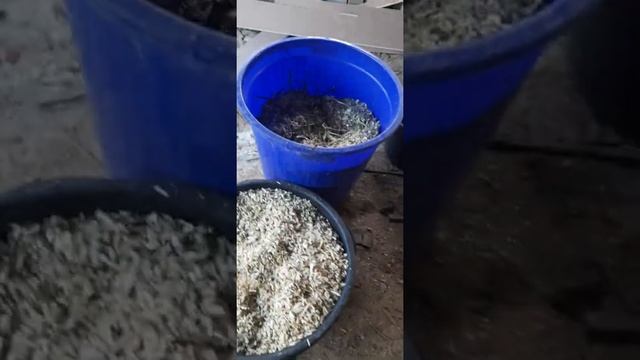 БГВ 153 Чёрная львинка Корм из веток. смотреть онлайн