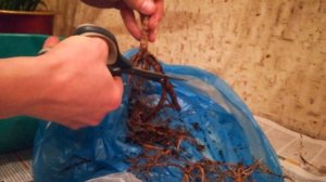 Срочное спасение драцены.После её пересадки в новый грунт начали гнить корни- 2021