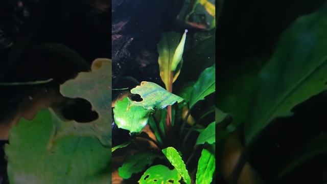 Bucephalandra sp. "Pearl Grey" Буцефаландра Перл Грей Цветение Blom смотреть онлайн