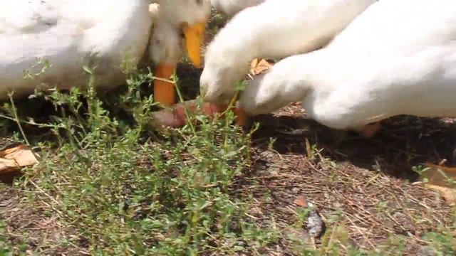 Как утки мажоры едят арбуз смотреть онлайн