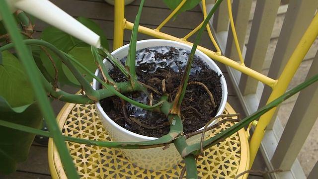 No more black flies 'round your indoor plants - Fungus Gnat Control tips // The Gardenettes смотреть онлайн