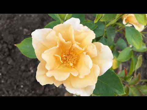 Какие растения радуют, когда не цветут розы? смотреть онлайн