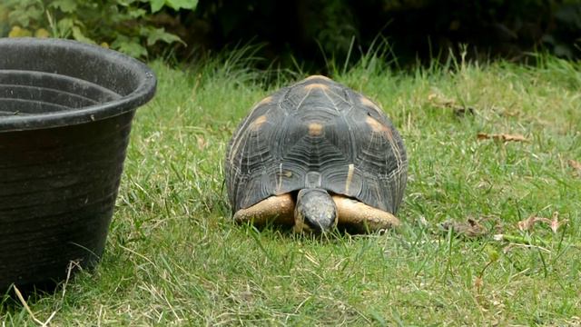 Черепаха кушает смотреть онлайн