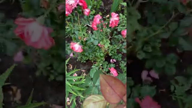 Розовые Садовые Розы | Pink Garden Roses SHORT смотреть онлайн