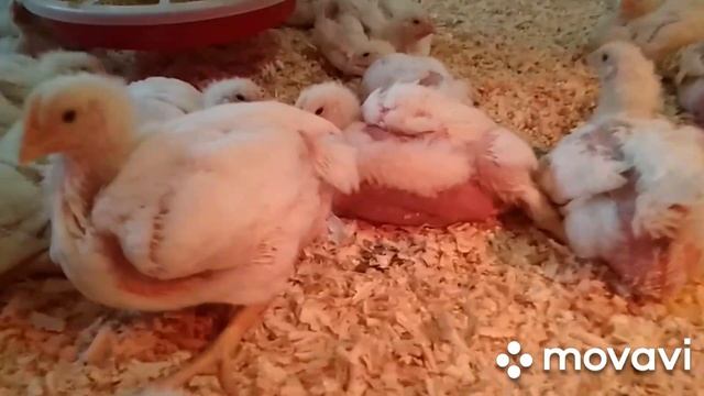 Вес бройлера КОББ - 500 в 22 дня. Осмотр птичника после недельного отсутствия. смотреть онлайн