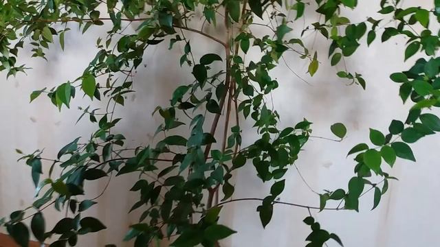 Гудбай май лав. Как я разговариваю с цветами) смотреть онлайн