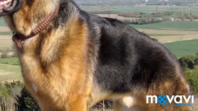 Немецкая овчарка Дик Воронеж (2) смотреть онлайн