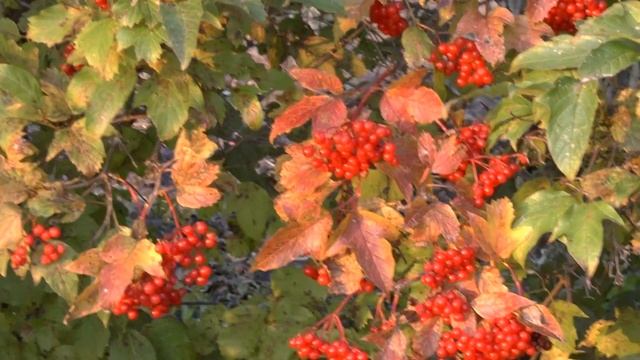 Садовая калина смотреть онлайн