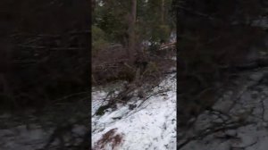 Трактор ДТ 75 Работа в лесу!!! Начало...