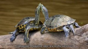Как определить пол красноухой черепахи самостоятельно