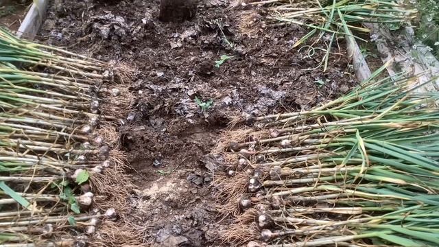 Уборка Чеснока/ Комсомолец на посадку смотреть онлайн