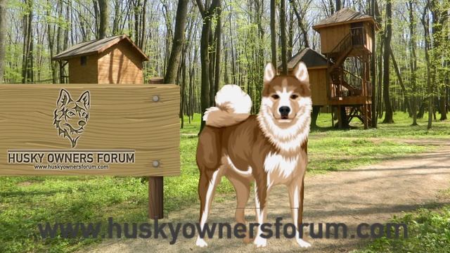 Husky Owners Forum - http://www.huskyownersforum.com Join Us Today! смотреть онлайн
