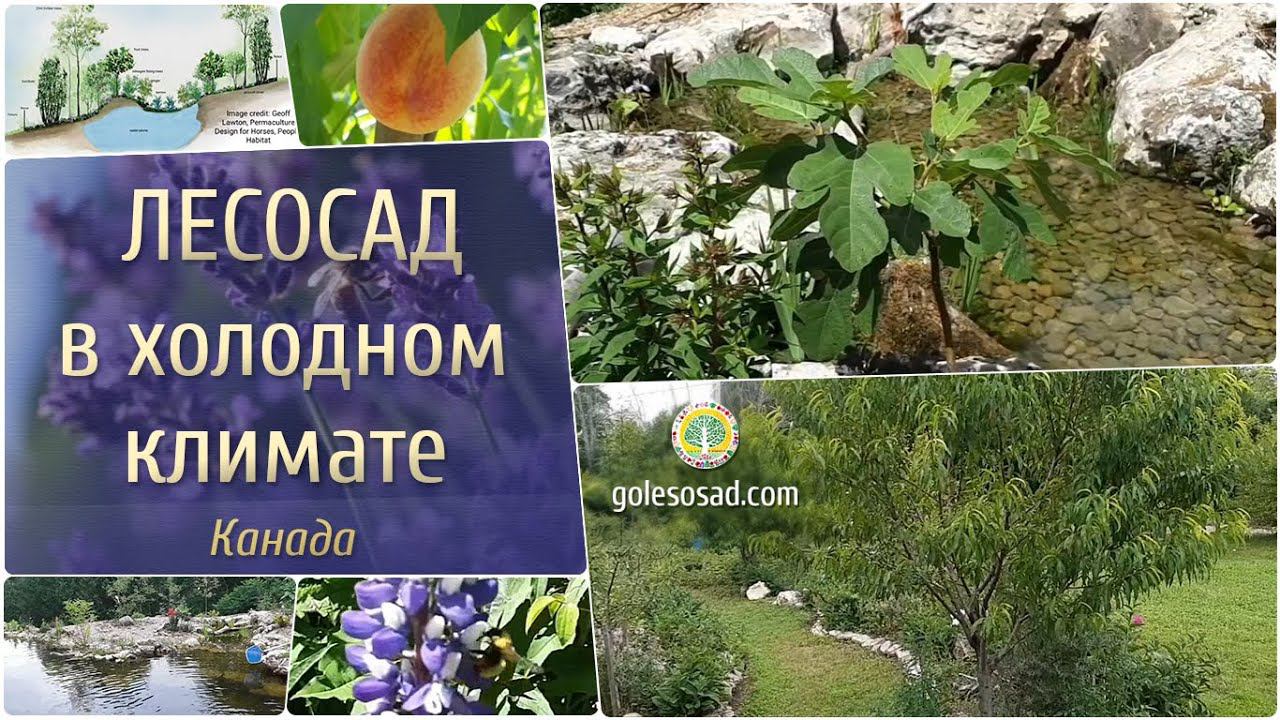 Лесосад в холодном климате (Канада)