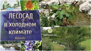 Лесосад в холодном климате (Канада)