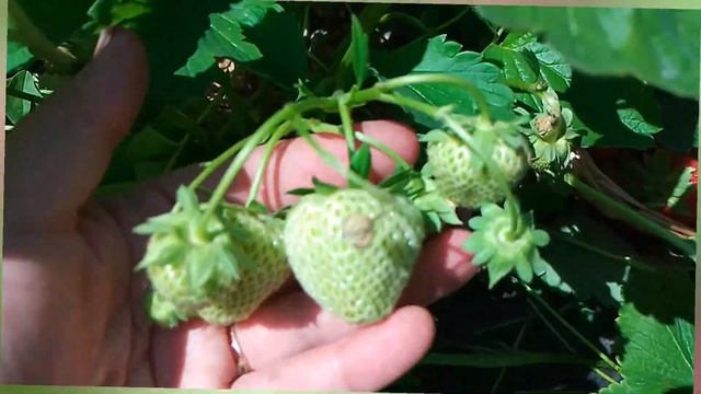 ЛИМАЛЕКСИЯ-мегаурожайный сорт клубники.Видео от 23.06.2023г. смотреть онлайн