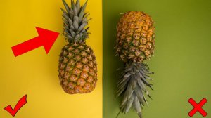 КАК ВЫРАСТИТЬ АНАНАС В ДОМАШНИХ УСЛОВИЯХ?  РЕАЛЬНО ЛИ