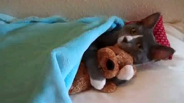 Кот и мишка / www.kengarags.ru смотреть онлайн