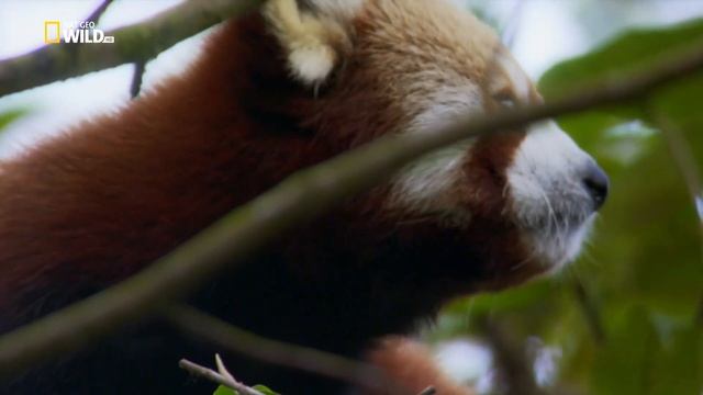 Дикий рай Индии. смотреть онлайн