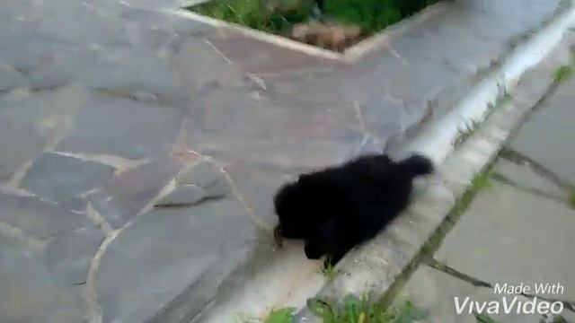 черный мини мальчик смотреть онлайн