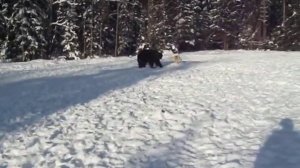 Эмир Забелинский 9мес  Притравка по медведю с ЗСЛ Аркан Сычёва И