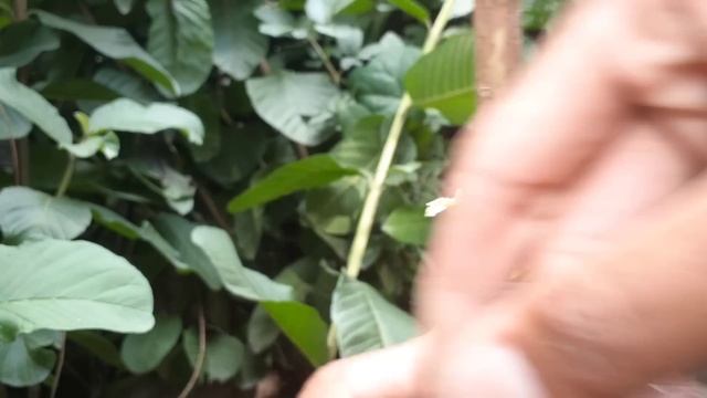 The most effective method to Graft a Guava Tree in Pot With Step by Step in Apple Ber Nursery. смотреть онлайн