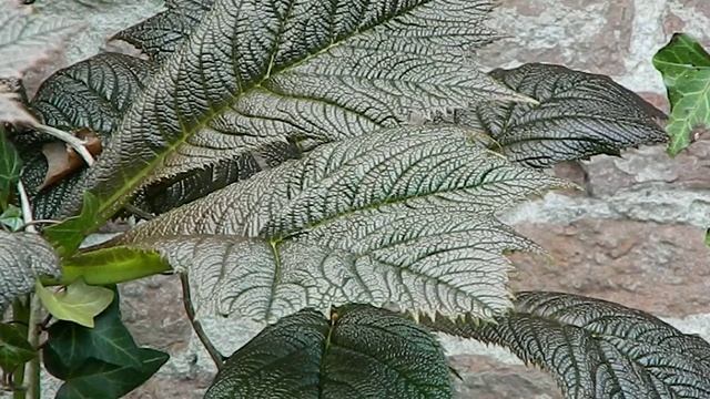 Rodgersia pinnata Rotlaub смотреть онлайн