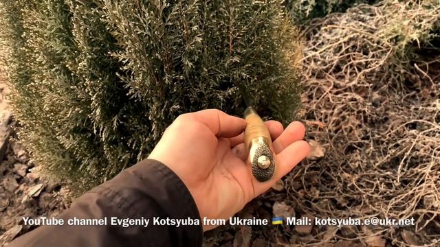 Финский нож, классический «Лесоруб» сталь N-690 кап Акации