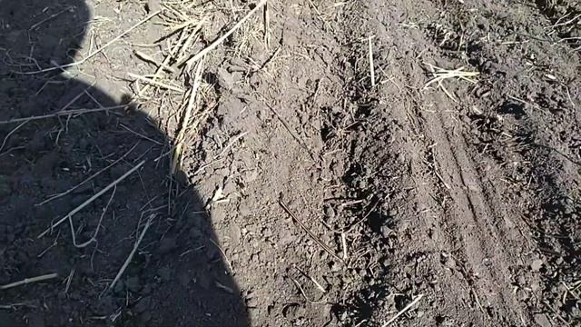 Лущение стерни, вадерштад растраивает. Хтз Т150. смотреть онлайн