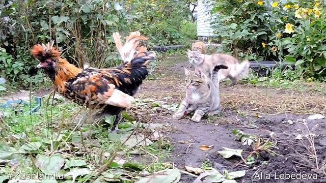Siberian Farm cats Tyoma and Vasya. Pavlovsky Rooster, Павловский Петушок, Вася и пёрышко Солнышк смотреть онлайн