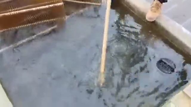 Работа в Корее × Чонбок-хаус (ферма по выращиванию ракушек) смотреть онлайн