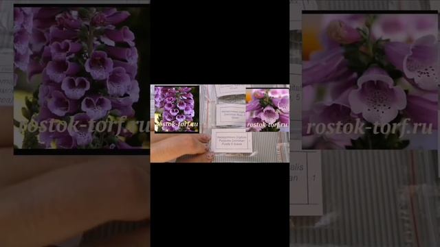 Проф семена из магазина Росток- Торф, обзор заказа смотреть онлайн