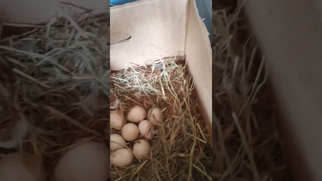 Наши утки и индюки несутся смотреть онлайн