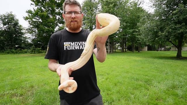 Burmese Python, Anaconda , Albino Boa OUTSIDE - ENJOYING THE SUN смотреть онлайн