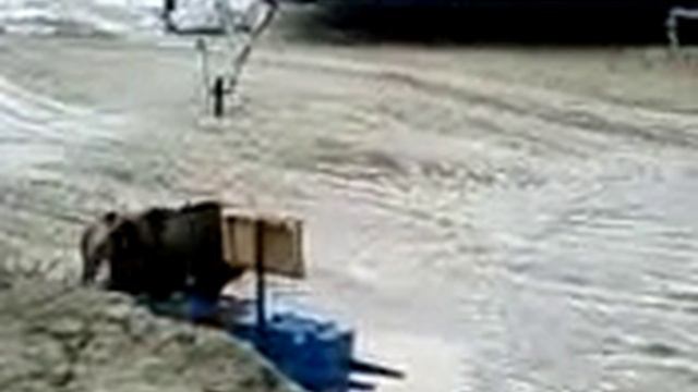 Медведи очкуны смотреть онлайн