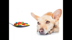 Чем кормить йорка