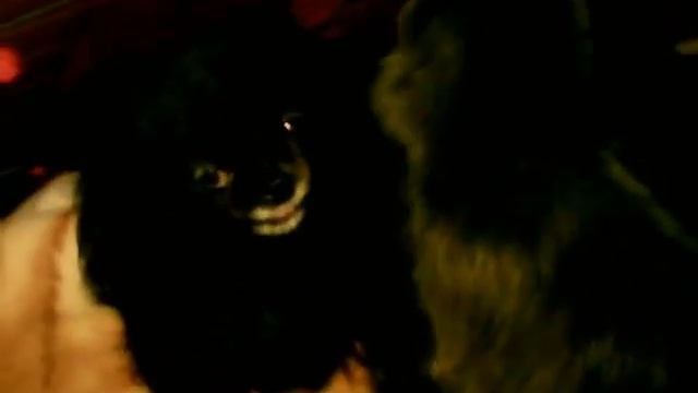 Дружба животных ( кошка моет собаку ) смотреть онлайн