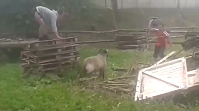 Бараны Наступают 