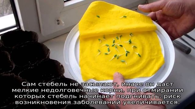 Как сажать огурцы в теплице