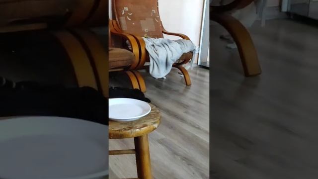 pies bawi się z. kotem смотреть онлайн
