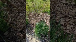 С праздником весны! 🥰💐