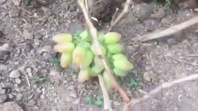 #ВноградЮлиан+ селекции В.У.Капелюшного в теплице. 2021г. смотреть онлайн