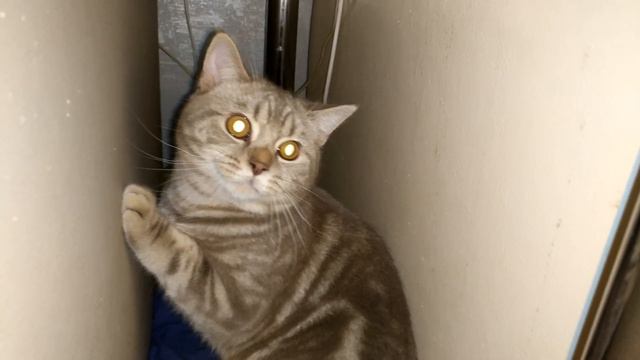 Осторожно злой кот смотреть онлайн