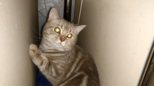 Осторожно злой кот