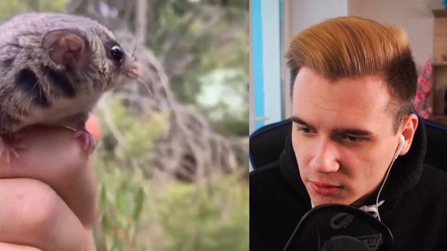 САМЫЕ МИЛЫЕ ЖИВОТНЫЕ МИРА | Видео про животных | Попробуй не умиляться челлендж (нет) смотреть онлайн