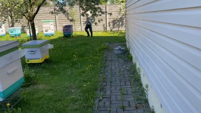 Прививка для вывода пчёломаток смотреть онлайн