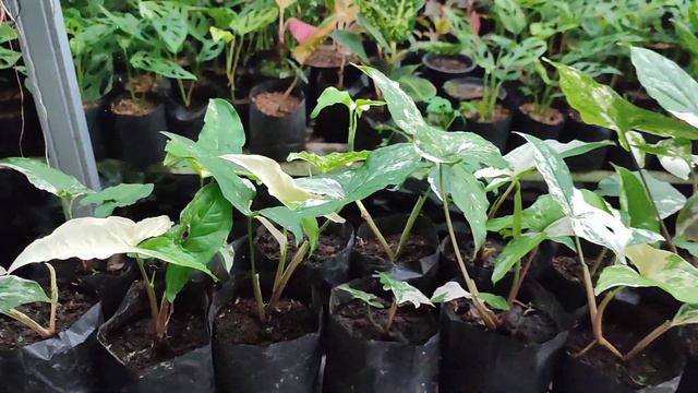 Syngonium Variegata
