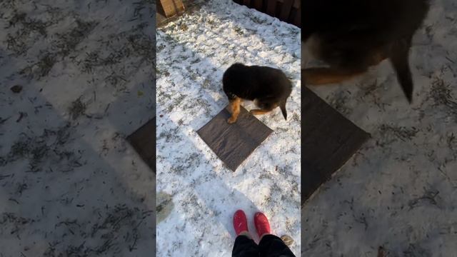 Щенок немецкой овчарки 3,5 месяца организовал себе место отдыха на снегу смотреть онлайн